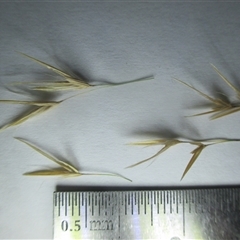 Phragmites karka at Manunda, QLD - 16 Jun 2025 04:23 PM