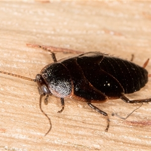 Unverified Cockroach (Blattodea, several families) at Belconnen, ACT - 17 Jun 2025 by kasiaaus