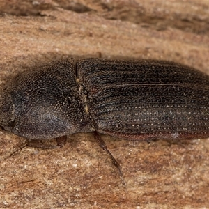 Unverified Click beetle (Elateridae) at Belconnen, ACT - 17 Jun 2025 by kasiaaus