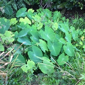 Colocasia esculenta var. aquatilis (taro (indigenous)) at Manunda, QLD - 16 Jun 2025 by JasonPStewartNMsnc2016