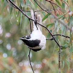 Entomyzon cyanotis (Blue-faced Honeyeater) at West Wodonga, VIC - 18 Jun 2025 by KylieWaldon