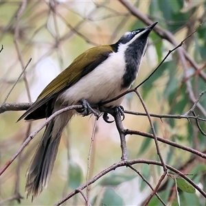 Entomyzon cyanotis at West Wodonga, VIC - 18 Jun 2025 12:13 PM