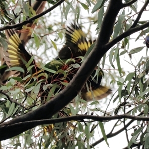 Trichoglossus moluccanus at West Wodonga, VIC - 18 Jun 2025 12:11 PM