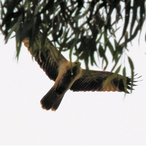 Haliastur sphenurus at West Wodonga, VIC - 18 Jun 2025 by KylieWaldon