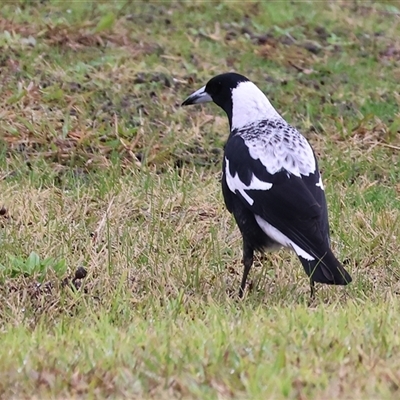 Gymnorhina tibicen (Australian Magpie) at West Wodonga, VIC - 18 Jun 2025 by KylieWaldon