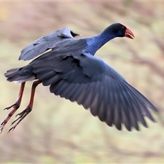 Porphyrio melanotus (Australasian Swamphen) at West Wodonga, VIC - 18 Jun 2025 by KylieWaldon