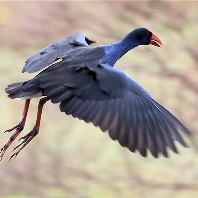 Porphyrio melanotus (Australasian Swamphen) at West Wodonga, VIC - 18 Jun 2025 by KylieWaldon