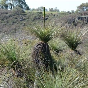 Xanthorrhoea acanthostachya (Grass Tree) at Dandaragan, WA - 17 Sep 2024 by MichaelBedingfield