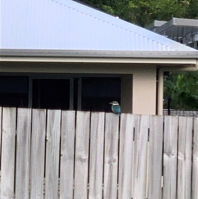 Unverified Bird at Jubilee Pocket, QLD - 20 Jun 2025 by Dottivans