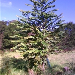 Toona ciliata (Red Cedar) at Noorinbee, VIC by JasonPStewartNMsnc2016