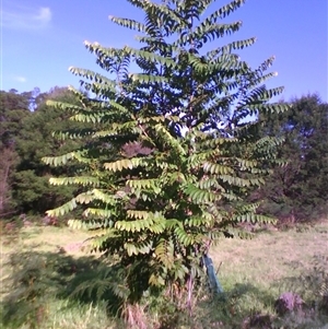 Toona ciliata (Red Cedar) at Noorinbee, VIC - 4 Jun 2010 by JasonPStewartNMsnc2016