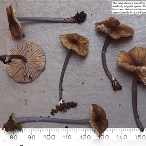 Entoloma duplocoloratum at Acton, ACT - 16 May 2025 by Heinol