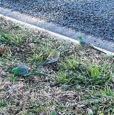 Psephotus haematonotus (Red-rumped Parrot) at Macquarie, ACT - 20 Jun 2025 by kittyvo