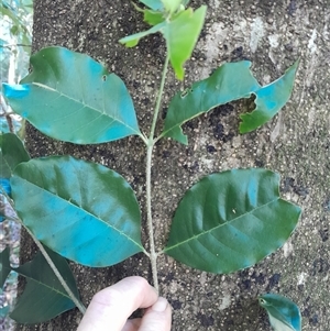 Olea paniculata at Pappinbarra, NSW - 20 Jun 2025 10:49 AM