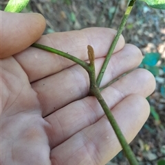 Harpullia hillii at Pappinbarra, NSW - 20 Jun 2025 10:38 AM