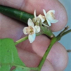 Synoum glandulosum subsp. glandulosum at Pappinbarra, NSW - 20 Jun 2025 10:24 AM