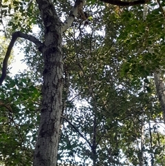 Synoum glandulosum subsp. glandulosum at Pappinbarra, NSW - 20 Jun 2025 10:24 AM