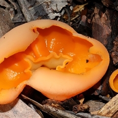 Aleuria sp. (genus) at Acton, ACT - 12 Jun 2025 11:52 AM