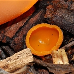 Aleuria sp. (genus) at Acton, ACT - 12 Jun 2025 11:52 AM