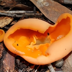 Aleuria sp. (genus) at Acton, ACT - 12 Jun 2025 11:52 AM