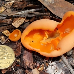 Aleuria sp. (genus) at Acton, ACT - 12 Jun 2025 11:52 AM