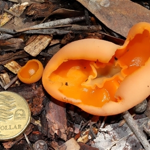 Aleuria sp. (genus) at Acton, ACT - 12 Jun 2025 11:52 AM