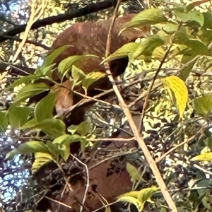 Macropygia phasianella (Brown Cuckoo-dove) at Kangaroo Valley, NSW - Today by lbradley