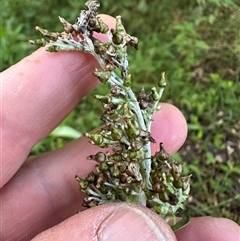 Unverified at suppressed - suppressed