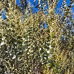 Acacia cultriformis (Knife Leaf Wattle) at O'Malley, ACT - 20 Jun 2025 by Mike