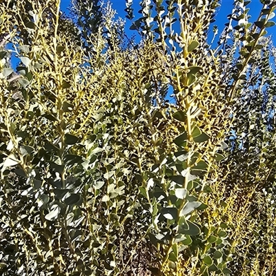 Acacia cultriformis (Knife Leaf Wattle) at O'Malley, ACT - 20 Jun 2025 by Mike