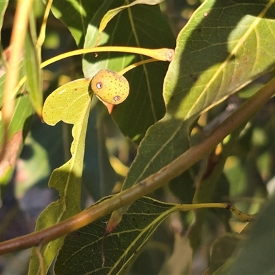 Brachychiton populneus gall (An insect gall on Kurrajong tree) at O'Malley, ACT - 20 Jun 2025 by Mike