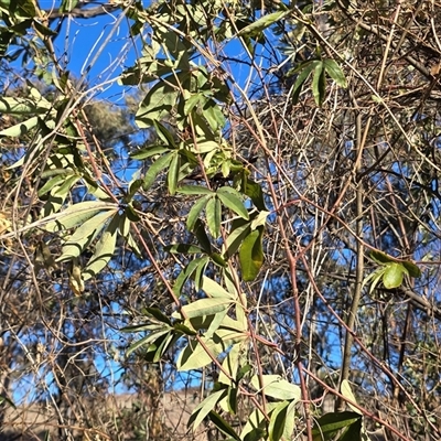 Passiflora caerulea (Blue Passionflower) at O'Malley, ACT - 20 Jun 2025 by Mike
