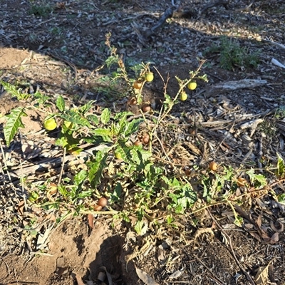 Solanum cinereum (Narrawa Burr) at O'Malley, ACT - 20 Jun 2025 by Mike