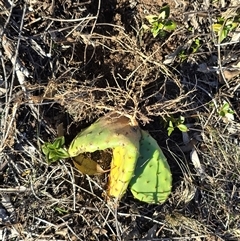 Opuntia ficus-indica (Indian Fig, Spineless Cactus) at O'Malley, ACT - 20 Jun 2025 by Mike