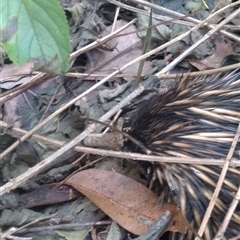 Tachyglossus aculeatus (Short-beaked Echidna) at Bellingen, NSW - Yesterday by NJ