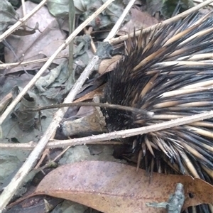 Tachyglossus aculeatus at Bellingen, NSW - 20 Jun 2025 04:35 PM