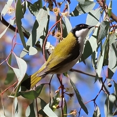 Melithreptus lunatus (White-naped Honeyeater) at West Wodonga, VIC - Yesterday by KylieWaldon