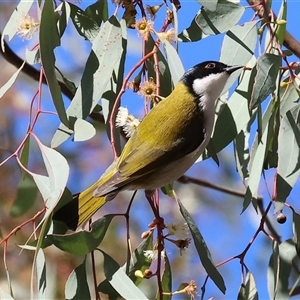 Melithreptus lunatus at West Wodonga, VIC - Today by KylieWaldon