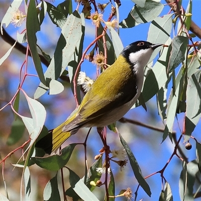 Melithreptus lunatus (White-naped Honeyeater) at West Wodonga, VIC - Yesterday by KylieWaldon