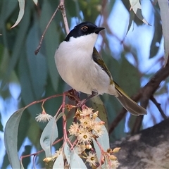 Melithreptus lunatus at West Wodonga, VIC - Yesterday 12:27 PM