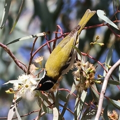 Melithreptus lunatus at West Wodonga, VIC - Yesterday 12:27 PM