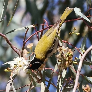 Melithreptus lunatus at West Wodonga, VIC - 20 Jun 2025 12:27 PM