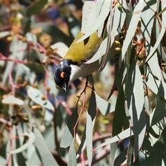 Melithreptus lunatus at West Wodonga, VIC - Yesterday 12:27 PM