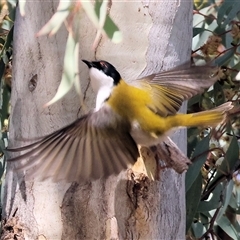 Melithreptus lunatus at West Wodonga, VIC - 20 Jun 2025 12:27 PM