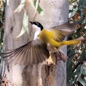 Melithreptus lunatus at West Wodonga, VIC - 20 Jun 2025 12:27 PM