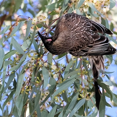 Anthochaera carunculata (Red Wattlebird) at West Wodonga, VIC - Yesterday by KylieWaldon