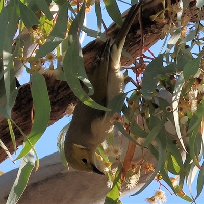 Ptilotula penicillata (White-plumed Honeyeater) at West Wodonga, VIC - Yesterday by KylieWaldon