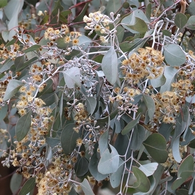 Eucalyptus polyanthemos (Red Box) at West Wodonga, VIC - 18 Jun 2025 by KylieWaldon