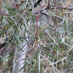 Acacia boormanii at West Wodonga, VIC - 18 Jun 2025 by KylieWaldon