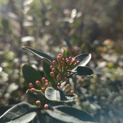 Philotheca myoporoides (Long-leaf Wax-Flower) at Cotter River, ACT - 20 Jun 2025 by BethanyDunne